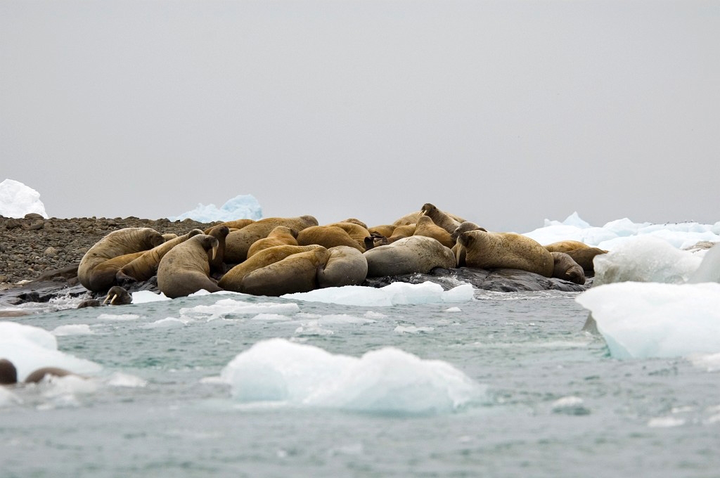 2707 hvalros00.jpg - Walrus (Odobenus rosmarus) Hvalros, Spitsbergen Norway July 2008